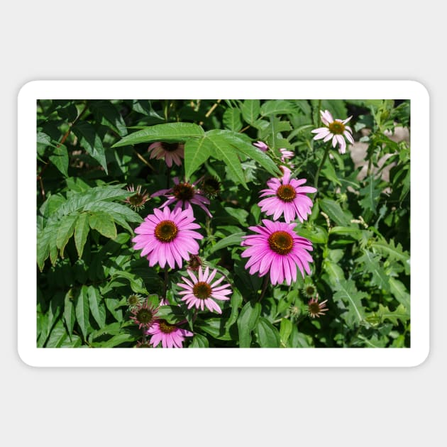 Echinacea Garden Sticker by srosu